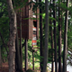 Image for article titled 8 Buildings Designed to Incorporate the Trees Around Them